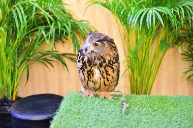 Rayong Tayland Ağustos 04 2019 Bulanık Yılan albino pitonu beyaz arka planda. Yaygın sevimli evcil hayvan.  