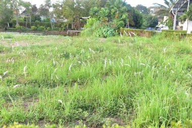 Tam Çitli Yeşil Çimen.