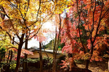 Günışığında sonbahar yaprakları. Desen Tam arkaplan.