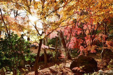 Yakisaki parkındaki Kawaguchiko gölünde sonbahar yaprakları. Fujisan dağı.. 