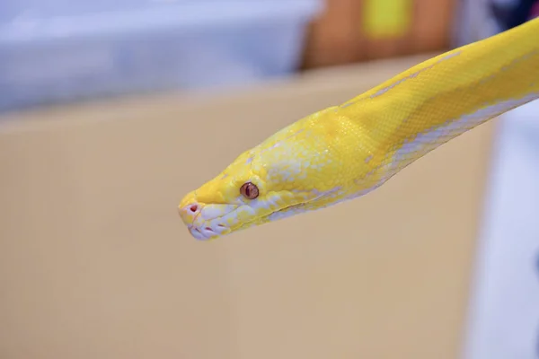 Rayong Tailândia Agosto 2019 Desfoque Snake Albino Ball Python White — Fotografia de Stock