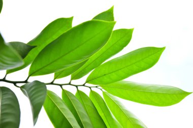 Beyaz arkaplanda bulanık yeşil yapraklar