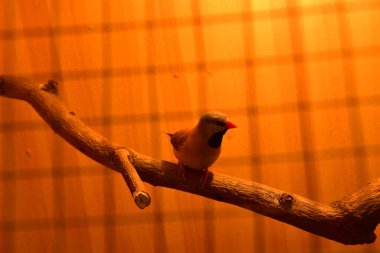 Rayong Tayland Ağustos 04 2019 Bulanık Yılan albino pitonu beyaz arka planda. Yaygın sevimli evcil hayvan