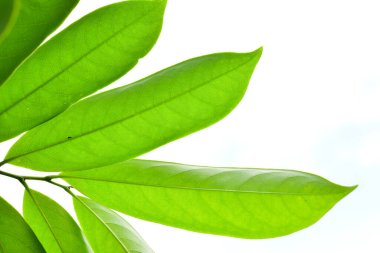 Beyaz arkaplanda bulanık yeşil yapraklar