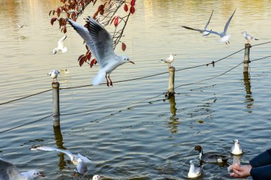 Tokyo, Japonya 27 Kasım 2018 Kimliği belirsiz birçok insan Ueno parkında yürüyor ve bahçedeki sonbahar ağacını izliyor. .