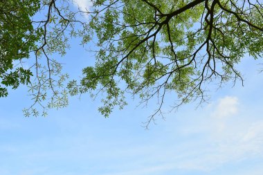 Milli parktaki yeşil ağaçların güzel manzarası