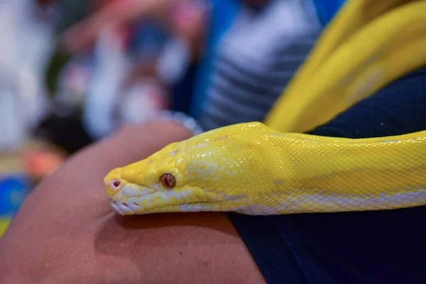 레이온 2019 Blur Snake Albino Ball Python White Background 일반적 — 스톡 사진