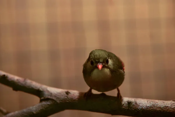 Rayong Thajsko Srpen 2019 Rozostření Had Albín Míč Krajta Bílém — Stock fotografie