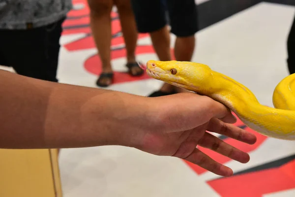 레이온 2019 Blur Snake Albino Ball Python White Background 일반적 — 스톡 사진