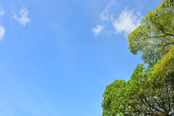 Paisagem Bonita Árvores Verdes Parque Nacional — Fotografia de Stock