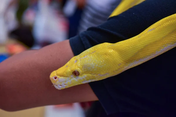 Rayong Thailand August 2019 Blur Snake Albino Ball Python White Stock Photo