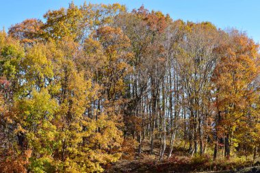 Arka planda günbatımı olan sonbahar yaprakları. Kızıl adam fotoğrafı..
