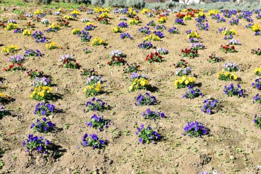 Beyaz arka planda Yumuşak Bebek oyuncak bebek.  