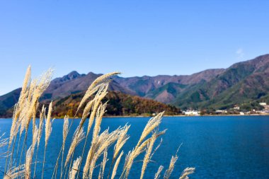 Beyaz arka planda Yumuşak Bebek oyuncak bebek.  