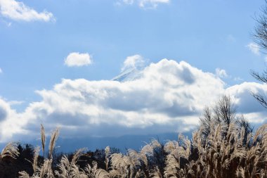 Beyaz arka planda Yumuşak Bebek oyuncak bebek.  