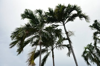 Rayong Tayland 2 Ağustos 2019 Rayong sahilinde kum ve mavi gökyüzü Rayong Tayland 'da bulut.