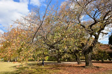 Tokyo, Japonya 27 Kasım 2019 Kimliği belirlenemeyen birçok insan Shinjuku Gyoen Ulusal Bahçesinde yürüyor ve sonbahar ağacını seyrediyor..