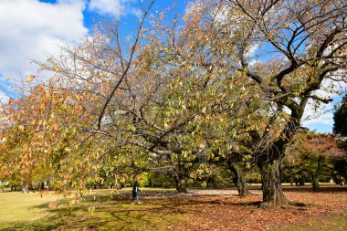 Tokyo, Japonya 27 Kasım 2019 Kimliği belirlenemeyen birçok insan Shinjuku Gyoen Ulusal Bahçesinde yürüyor ve sonbahar ağacını seyrediyor..