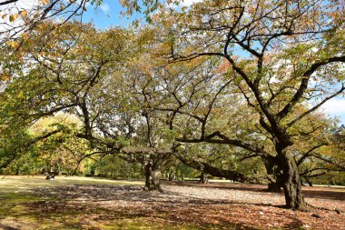 Tokyo, Japonya 27 Kasım 2019 Kimliği belirlenemeyen birçok insan Shinjuku Gyoen Ulusal Bahçesinde yürüyor ve sonbahar ağacını seyrediyor..
