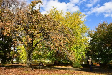 Tokyo, Japonya 27 Kasım 2019 Kimliği belirlenemeyen birçok insan Shinjuku Gyoen Ulusal Bahçesinde yürüyor ve sonbahar ağacını seyrediyor..