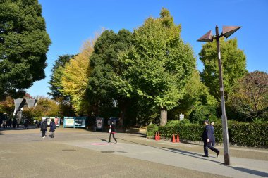 Tokyo, Japonya. 27 Kasım 2019 Tanımlanamayan Görüntü. Birçok insan Ueno parkında yürüyor ve sonbahar ağacını izliyor..