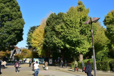 Tokyo, Japonya. 27 Kasım 2019 Tanımlanamayan Görüntü. Birçok insan Ueno parkında yürüyor ve sonbahar ağacını izliyor..
