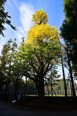 Tokyo, Japonya. 27 Kasım 2019 Tanımlanamayan Görüntü. Birçok insan Ueno parkında yürüyor ve sonbahar ağacını izliyor..
