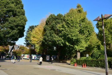Tokyo, Japonya. 27 Kasım 2019 Tanımlanamayan Görüntü. Birçok insan Ueno parkında yürüyor ve sonbahar ağacını izliyor..