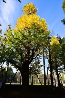 Tokyo, Japonya. 27 Kasım 2019 Tanımlanamayan Görüntü. Birçok insan Ueno parkında yürüyor ve sonbahar ağacını izliyor..