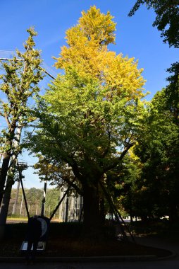 Tokyo, Japonya. 27 Kasım 2019 Tanımlanamayan Görüntü. Birçok insan Ueno parkında yürüyor ve sonbahar ağacını izliyor..