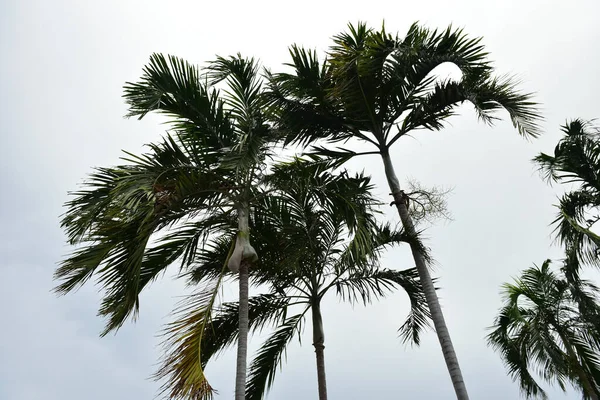 Rayong Tailandia Agosto 2019 Arena Playa Rayong Cielo Azul Con — Foto de Stock