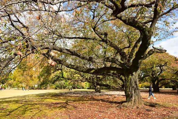 Tokyo Japan November 2019 Άγνωστος Πολλοί Άνθρωποι Περπατούν Στον Εθνικό — Φωτογραφία Αρχείου