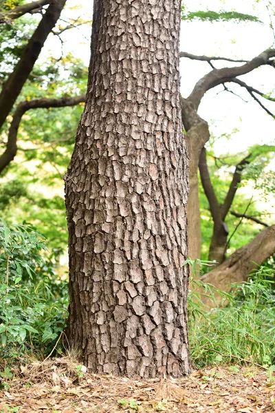 Tokio Japonsko Listopad 2019 Neznámý Mnoho Lidí Chodí Shinjuku Gyoen — Stock fotografie