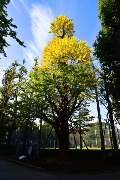 Tokio Japonia Listopada 2019 Niezidentyfikowany Smuga Wiele Osób Spaceruje Parku — Zdjęcie stockowe