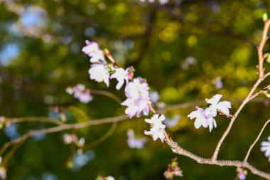Tokyo, Japonya. 27 Kasım 2019 Tanımlanamayan Görüntü. Birçok insan Ueno parkında yürüyor ve sonbahar ağacını izliyor..