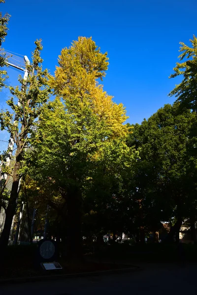 Tokio Japonia Listopada 2019 Niezidentyfikowany Smuga Wiele Osób Spaceruje Parku — Zdjęcie stockowe