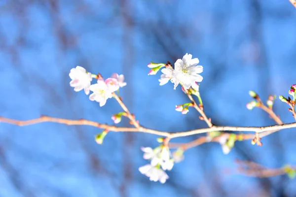 Tokio Japan November 2019 Unbekannte Unschärfe Viele Menschen Gehen Ueno — Stockfoto