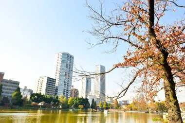 Tokyo, Japonya 27 Kasım 2018 Kimliği belirsiz birçok insan Ueno parkında yürüyor ve bahçedeki sonbahar ağacını izliyor. .