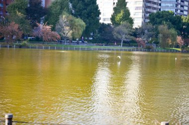 Tokyo, Japonya 27 Kasım 2018 Kimliği belirsiz birçok insan Ueno parkında yürüyor ve bahçedeki sonbahar ağacını izliyor. .