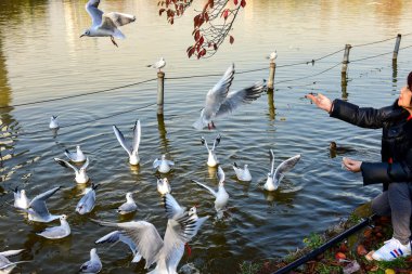 Tokyo, Japonya 27 Kasım 2018 Kimliği belirsiz birçok insan Ueno parkında yürüyor ve bahçedeki sonbahar ağacını izliyor. .