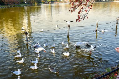 Tokyo, Japonya 27 Kasım 2018 Kimliği belirsiz birçok insan Ueno parkında yürüyor ve bahçedeki sonbahar ağacını izliyor. .