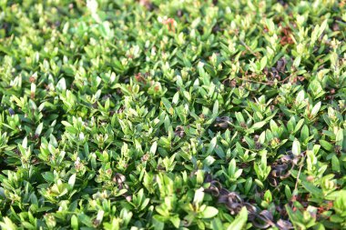 Bulanık kırmızı başak çiçeği ve bahçede yeşil yapraklar yol kenarında