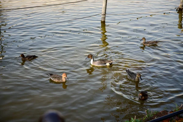 Tóquio Japão Novembro 2018 Não Identificado Muitas Pessoas Estão Andando — Fotografia de Stock