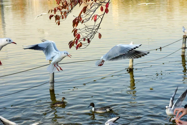 Tokyo Japan November 2018 Unidentified Many People Walking Ueno Park — Stock Photo, Image