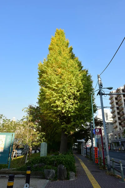 Tokyo Giappone Novembre 2018 Molte Persone Non Identificate Camminano Parco — Foto Stock