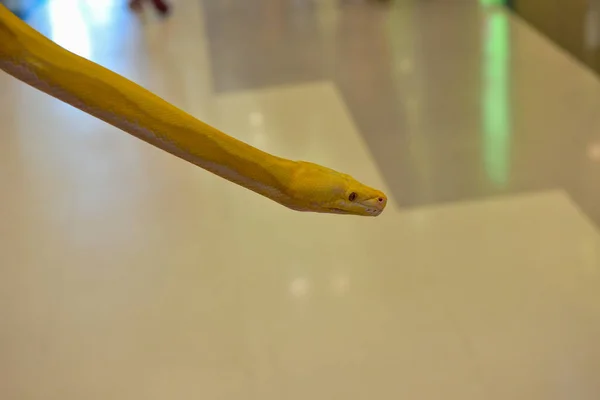 Rayong Tailandia Agosto 2019 Borroso Serpiente Albino Bola Pitón Sobre —  Fotos de Stock