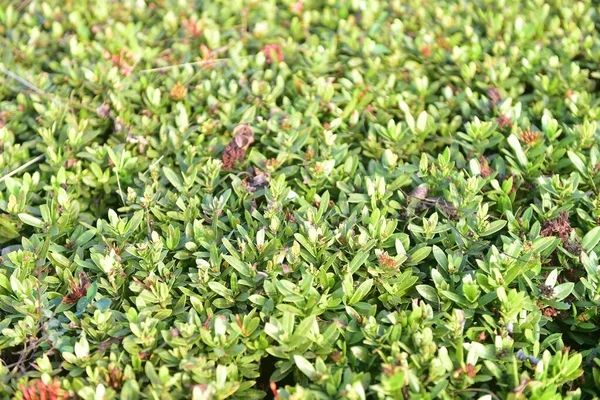 Blur Red Spike Flower Green Leaves Garden Roadside — Stock Photo, Image