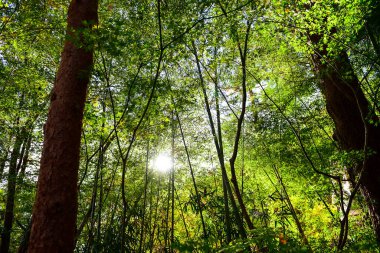 Günışığında sonbahar yaprakları. Desen Tam arkaplan.