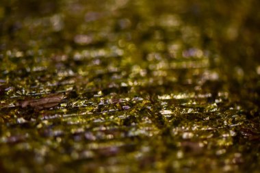 Lezzetli tuzlu kurutulmuş yosun çarşafları.