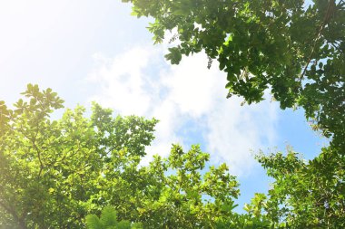 Milli parktaki yeşil ağaçların güzel manzarası